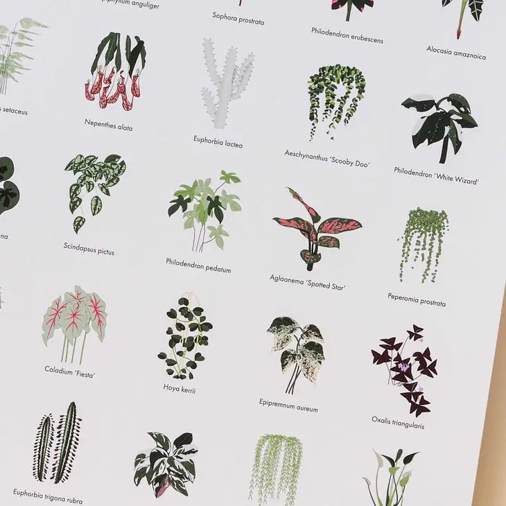 Houseplant Print with Botanical Illustrations | A3