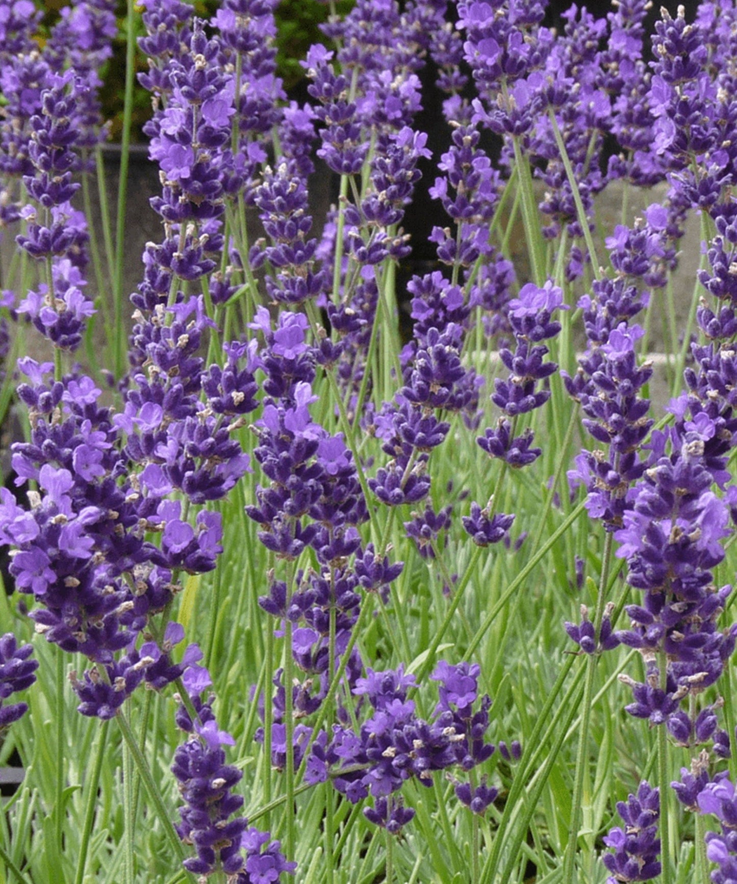 Lavender 'Munstead Dwarf' Seeds