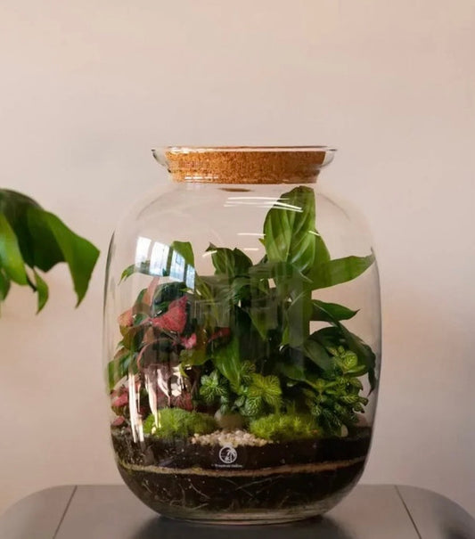 Terrarium Workshop | Thursday 4th December 6pm-8pm