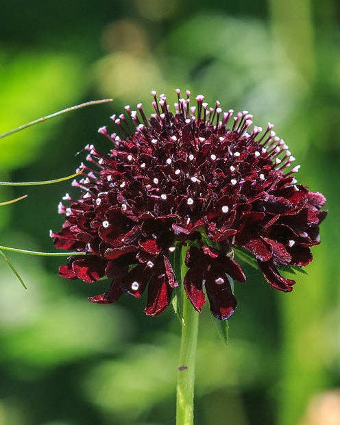 Scabious 'Black Knight' Seeds